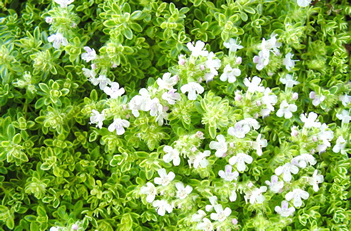 Thymus Highland Cream Thyme